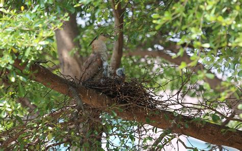 家裡有鳥來築巢|【家裡有鳥築巢】鳥巢報喜！1個跡象代表家宅運勢大。